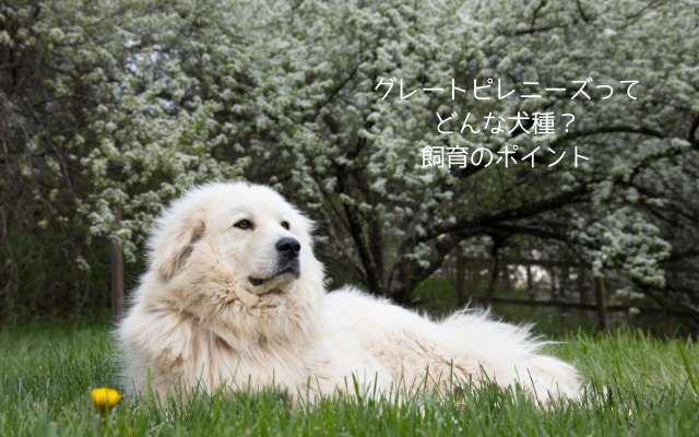 グレートピレニーズ飼育とおすすめドッグフード